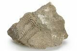 Calymene Celebra Trilobite - Illinois #224949-1